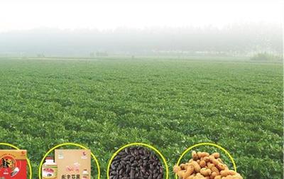 天津薊州區(qū)開展特色食品和農(nóng)副產(chǎn)品專項(xiàng)檢查，嚴(yán)守法規(guī)保障食品安全