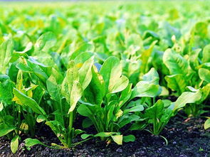 南城農(nóng)副產(chǎn)品專(zhuān)業(yè)配送 打造高效便捷的食材供應(yīng)鏈